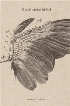 Zastřihávání křídel - Vendula Pačesová